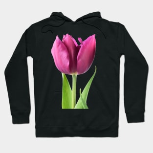 Tulipa  &#39;Showcase&#39;    Double Early Tulip Hoodie